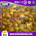 250g Air Dried GInger/Fresh Ginger For UK,CANADA,USA and EU Market